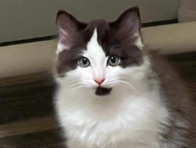  RAGDOLL CHOCOLATE BI COLOR TABBY