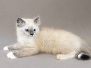 Ragdoll – kitten ready to go home! – Carson