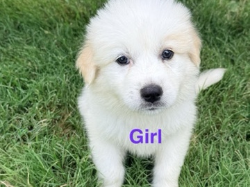 Australian Shepherd – Puppy – Weatherford