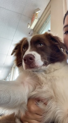 Australian Shepherd – australia shepherd