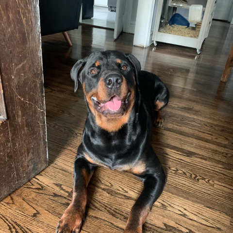 Rottweiler – Rottweiler