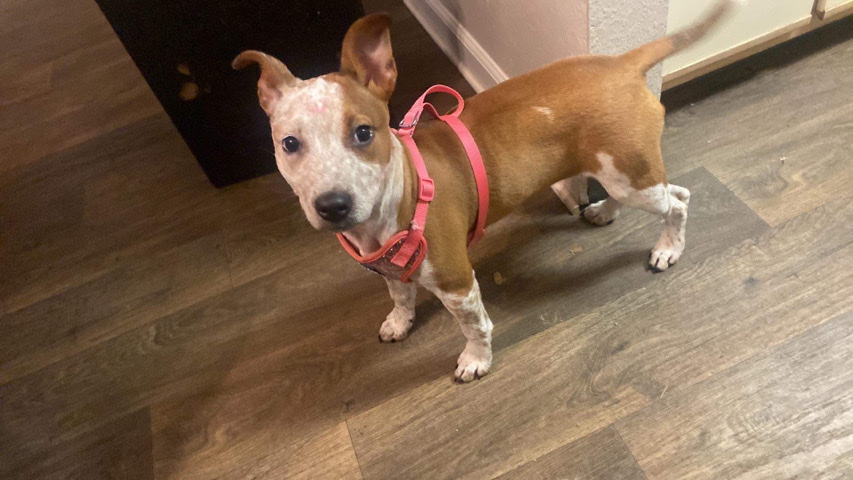 Jack Russell Terrier – puppy For Sale American StaffordShire Terrier