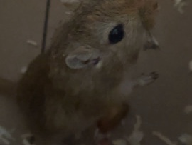 2 male gerbils 