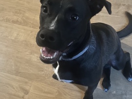 Labrador Retriever – 10 month old pit+lap – Shively
