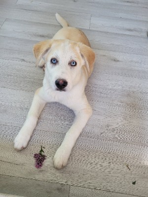 Labrador Husky – Adorable 4 months female Lab/Husky/ German Shepherd mix puppy – Winnipeg