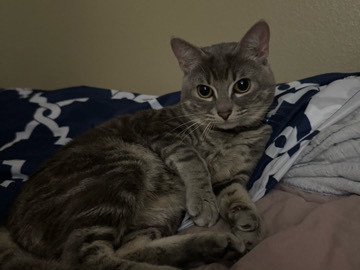 American Shorthair - Cat Surrender Request ASAP available for adoption in Rock Hill