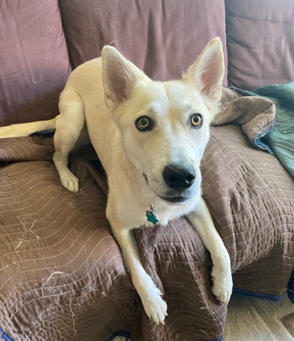 German Shepherd – Sabia/ Shepard Husky mix