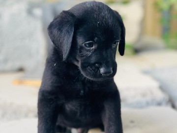 Labrador Retriever – Labrador Male Puppy – Sharjah