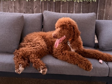 Poodle – Rehoming Kobe – Vacaville