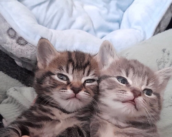 gorgeous tabby kittens