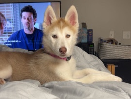 Siberian Husky – Husky in need of a home! – Norman
