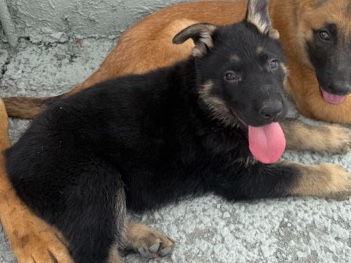 German Shepherd – German Shep. Pup – Long Beach