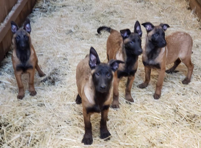Belgian Shepherd Dog (Malinois) – belgian malinois puppys