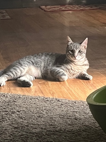 American Shorthair – Marty