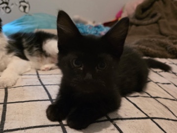American Shorthair – one male black kitten – Buford