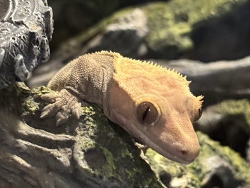 Crested Gecko – basic Harley Quinn crested Ghecko (female) – Yelm