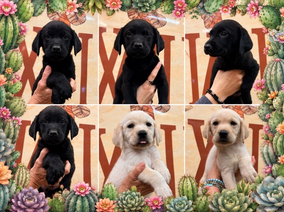 Labrador Retriever – AKC Labrador – Canton