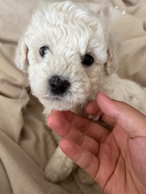 Poodle – White Baby Pure Bred Poodle