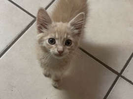 American Shorthair – Kitty – Hesperia