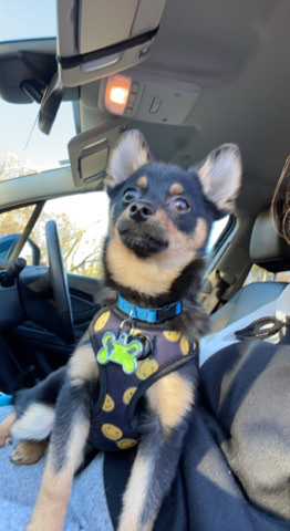 Pomeranian – Pomski for rehoming