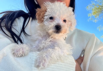 Maltese – 3 Month Old Maltipoo