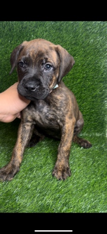 American Bulldog – American bandogge mix