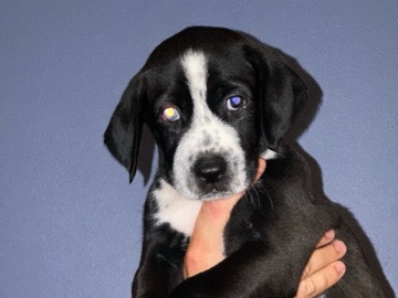Dalmatian – Dalmatian / Husky puppies – Renton