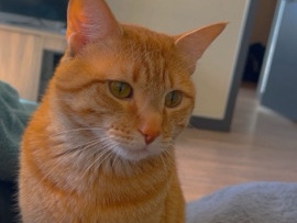 Tabby cat – Denver