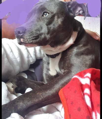 staffy/jack russell