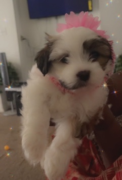 Shih Tzu – Chynna needs a loving home