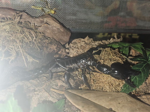 Scorpion – Asian forest scorpion- includes tank but not heating/lighting – Warrington