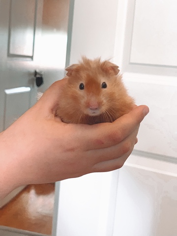 fluffy hamster +cage+Accesories