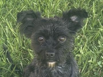 Yorkie Poo – 1 year old black and white male yorkie poo looking for a home – Denham Springs