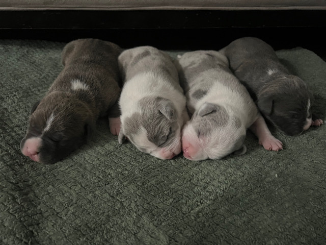 American Pit Bull Terrier – pitbull pupies