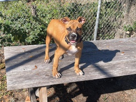 American Pit Bull Terrier – moon – Zellwood