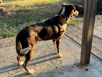 GOOD HOME FOR MY BUDDY 