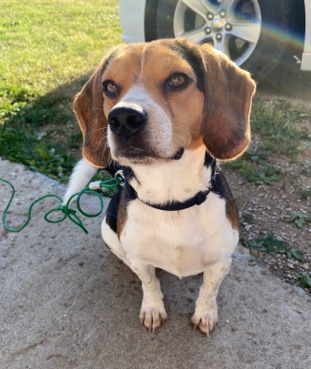 Beagle – Gabe the Beagle