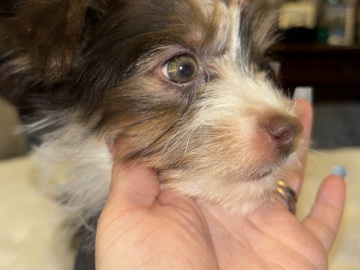 Yorkshire Terrier – Chocolate Parti Yorkie