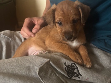Cockapoo – beautiful cockapoos  puppies – Alfreton