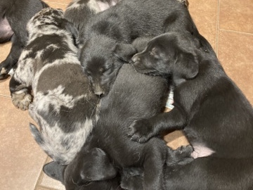 Labrador Retriever – Lab mini aussie pups