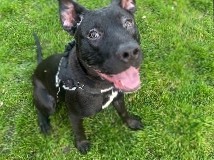 Staffordshire Bull Terrier – STAFFORDSHIRE BULL TERRIER CROSS BELGIAN MALINOIS – Greater Manchester