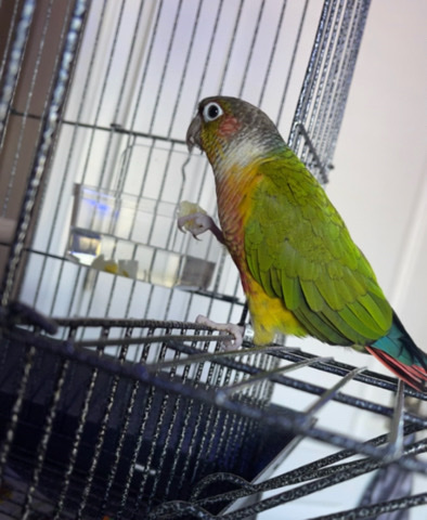 Green-Cheeked Conure – Green Cheek Conure