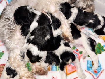 Miniature Schnauzer – AKC MINIATURE SCHNAUZER PUPPIES – Broken Arrow