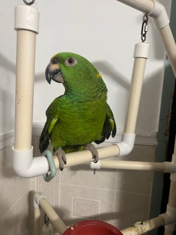 Amazon Parrot – Amazon Parrot