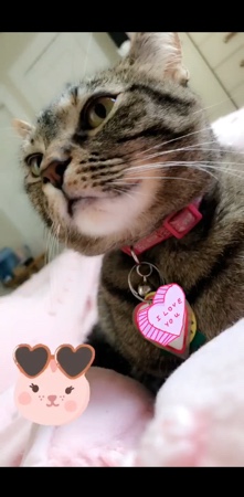 American Shorthair – Cute, friendly kitty