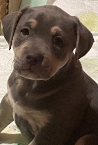 American Pit Bull Terrier – Purebred AmStaff pit puppies.