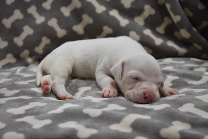 American Pit Bull Terrier – American Pit Bull Terrier