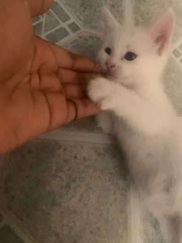 American Shorthair – 3 Cute Kittens