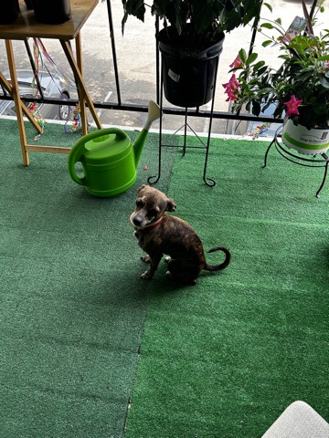 Chihuahua – Free Pet