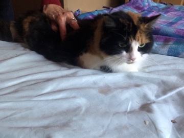 long haired fixed indoor female cat calico – Livonia